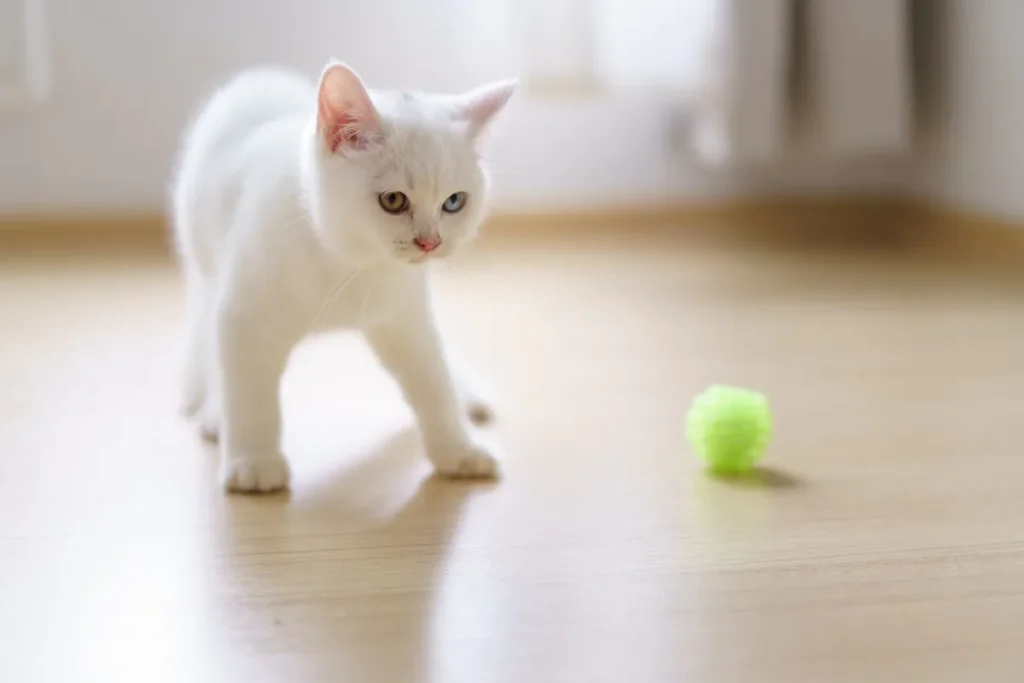 3 Coisas que Não Devemos Fazer na Mudança com Gatos